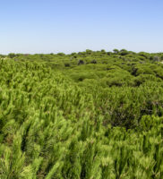 Pinares de Doñana