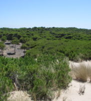 Doñana