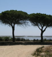 Doñana