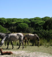 Doñana