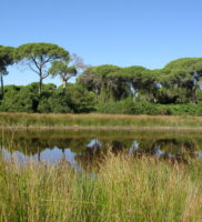 Doñana